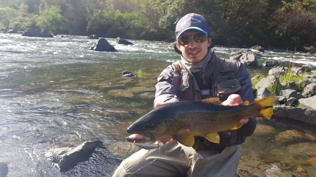 super truite fario de 50 cm pêché dans une rivière de patagonie au chili