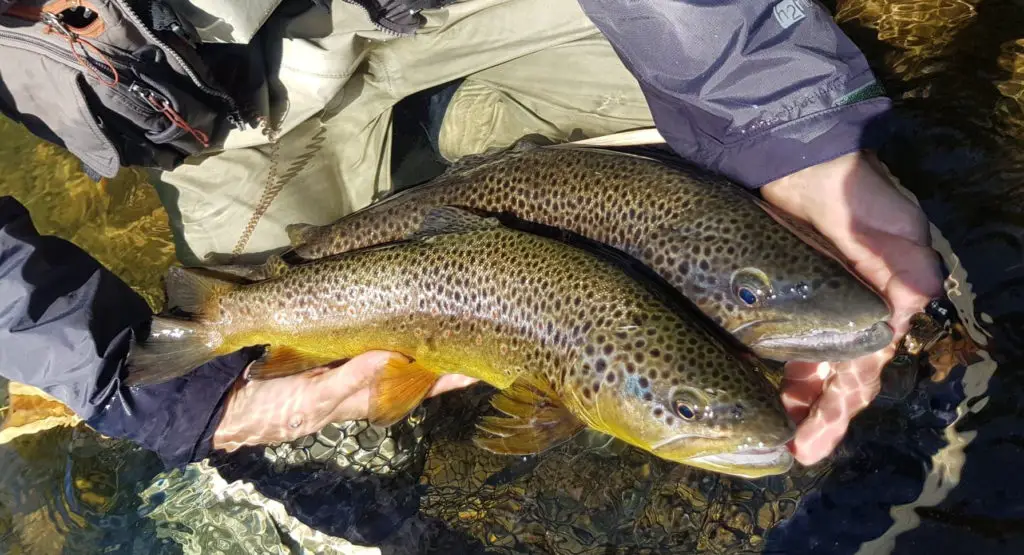 Superbes truites de Patagonie pêchées aux leurres