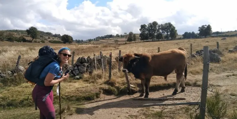 Surprise de l'Aubrac sur Jacques de Compostelle