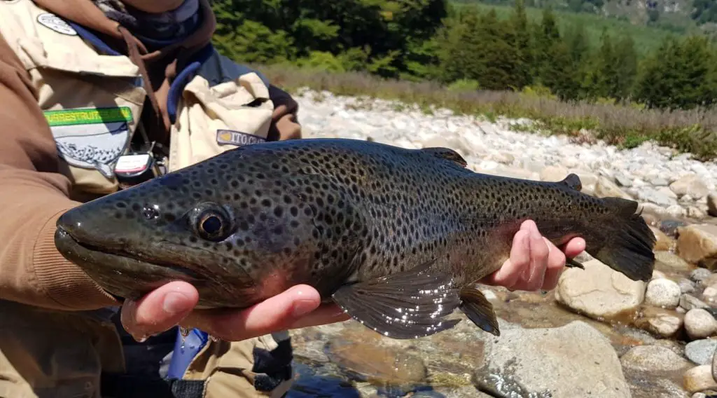 Truite de + 60 cm pêché dans une rivière du chili en Patagonie