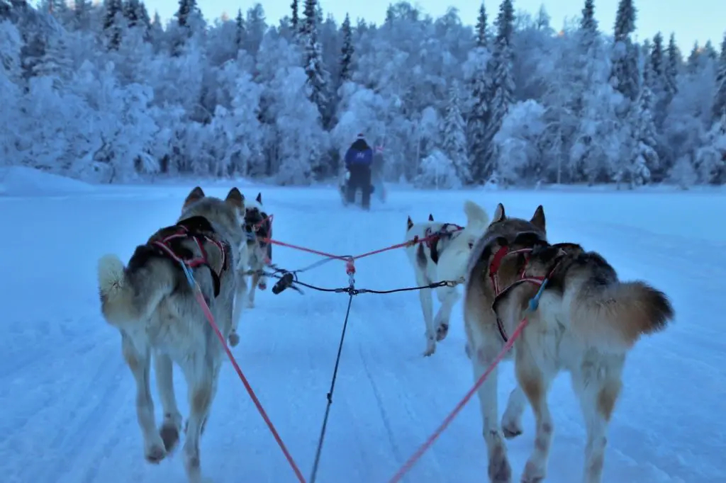 Vacances au frais en Novembre en laponie finlandaise