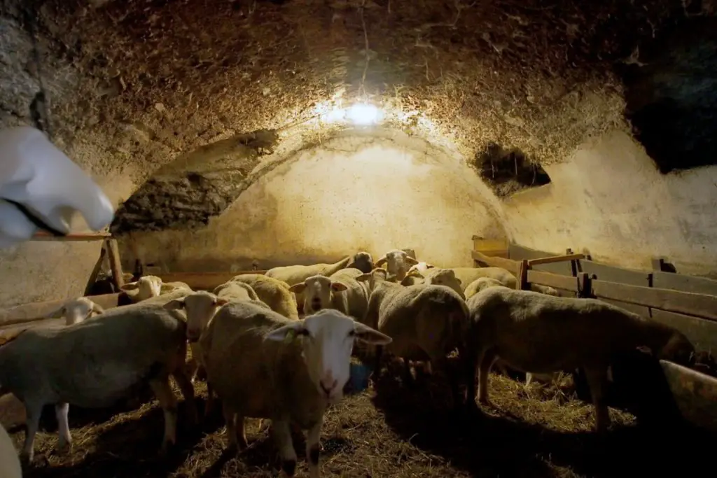 Dans la bergerie de Claude, les brebis attendent au chaud la fin de l'hiver