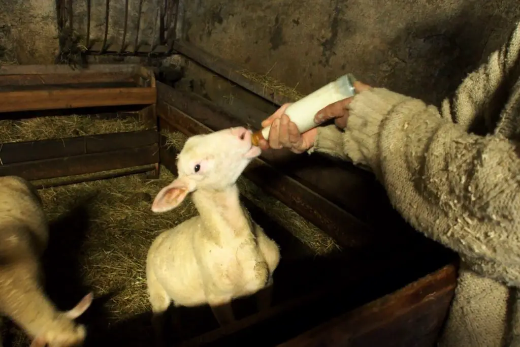 Nourrissage au biberon d'un agneau