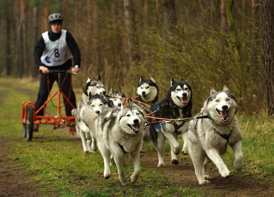 randonnée chien de traineau au canada