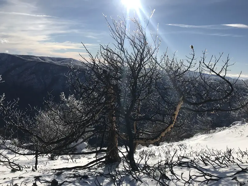 arbre méditerranéen recouvert de neige au mont Aigoual