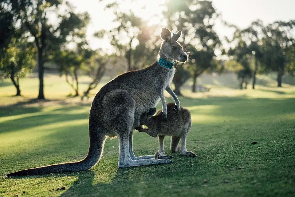 Découvrir l'Australie occidentale le pays des kangourous