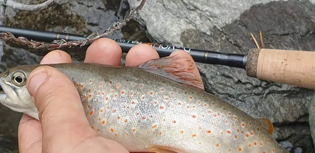 Jeune truite d'une rivière du Queyras le Guil