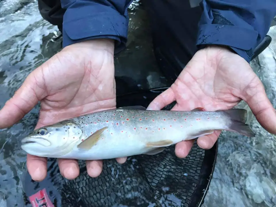 Jolie truite pêchée sur le Guil