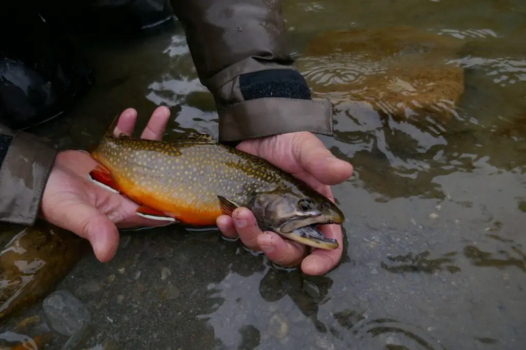 Magnifique saumon de fontaine prise sur le Guil en nymphe