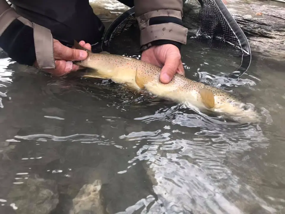 magnifique truite trophée de plus de 50 cm pêchée en nymphe sur le Guil dans le Queyras