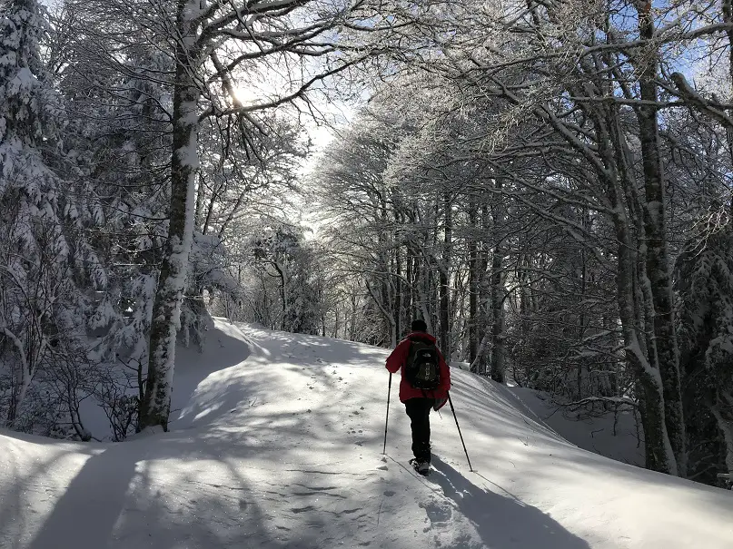 raquette à neige entre les arbres du massif de l'aigoual