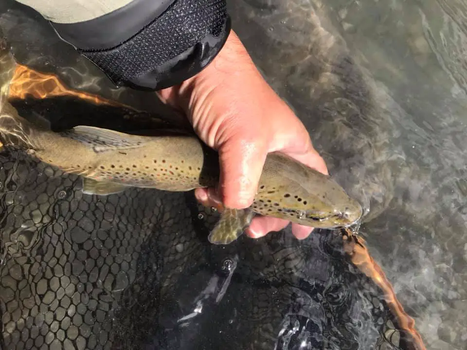 remise à l'eau d'une truite du Guil dans le Queyras