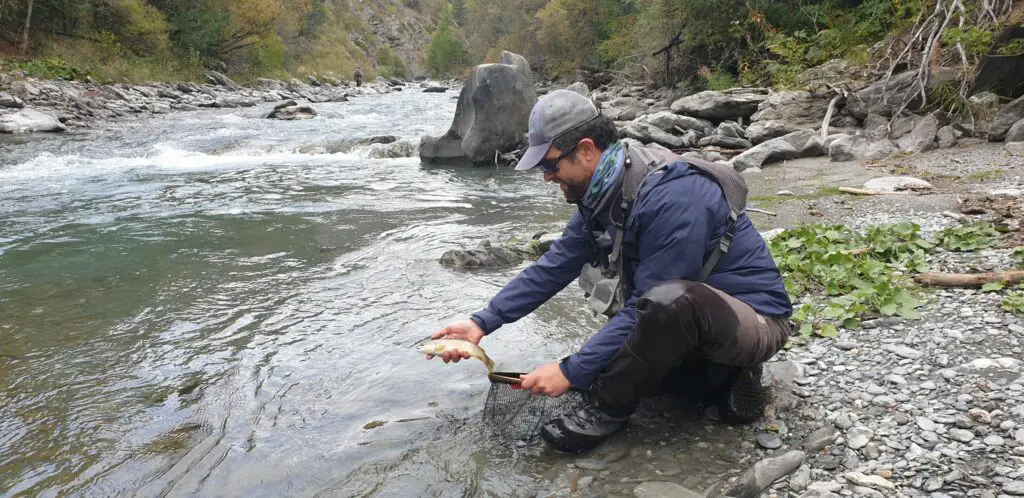 remise à l'eau d'une truite du Guil prise en nymphe