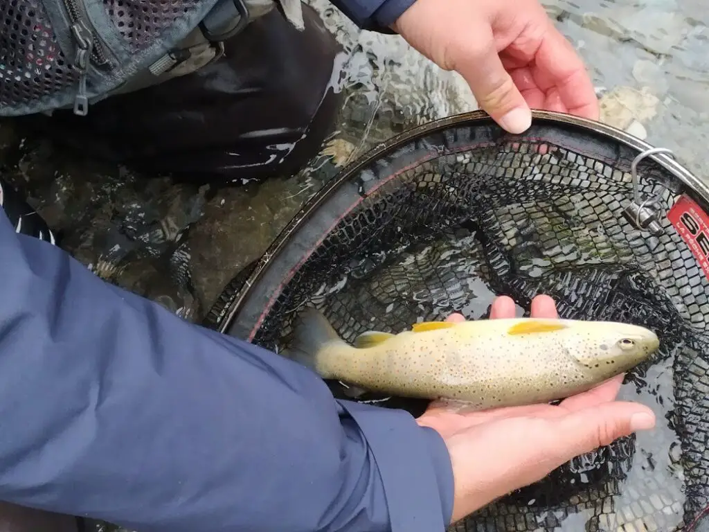 truite de la rivière le Guil dans les Hautes Alpes