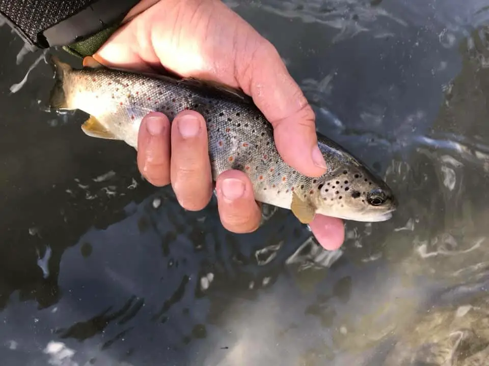 Truite du Guil dans le Queyras