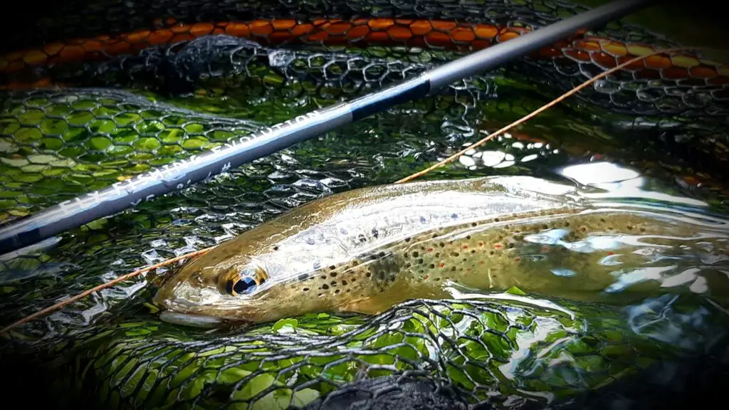 Nicolas RENOUX Moniteur Guide de pêche mouche dans l’Hérault