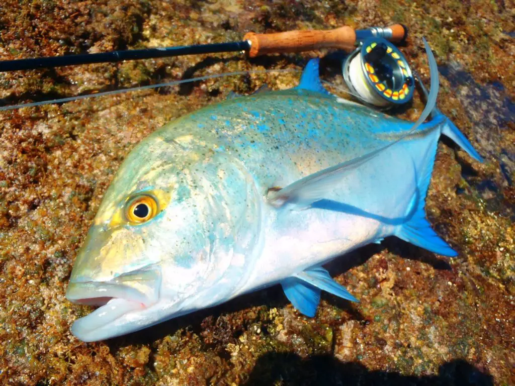 pêche à la mouche à zanzibar de Carangues Bleues et Truites de corail