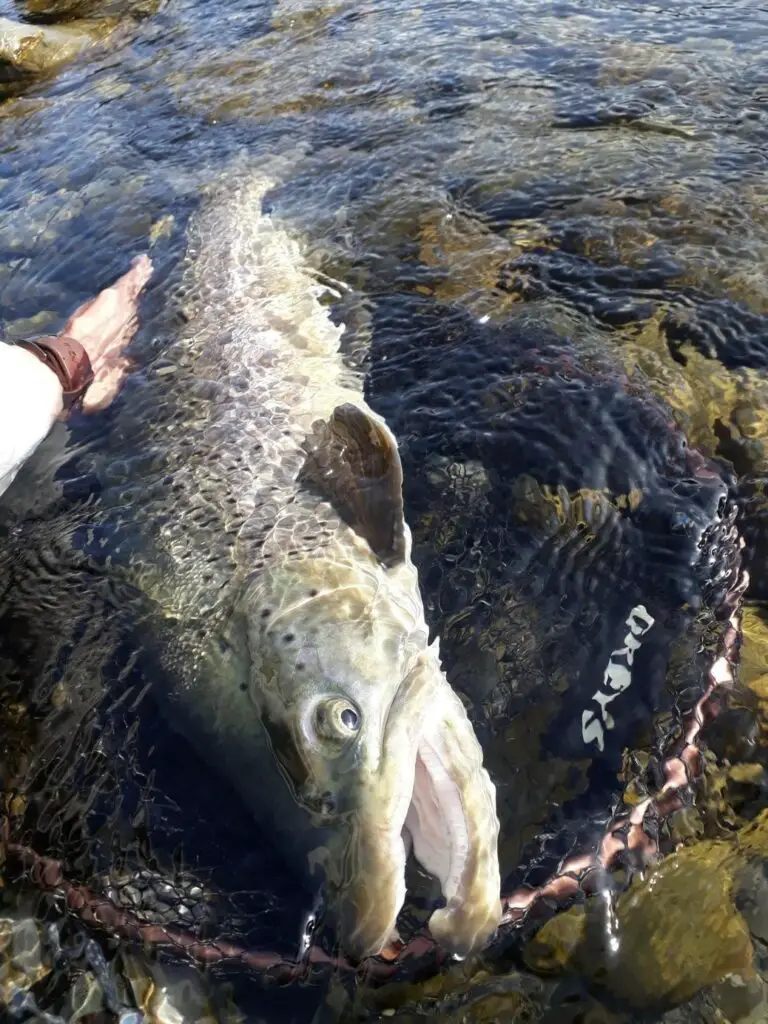 Truite de Nouvelle-Zélande pêchée à la mouche