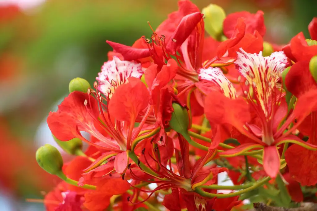 Fleur de l'île de la réunion