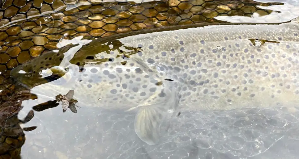 Baetis Rhodani et une jolie truite de l'orb