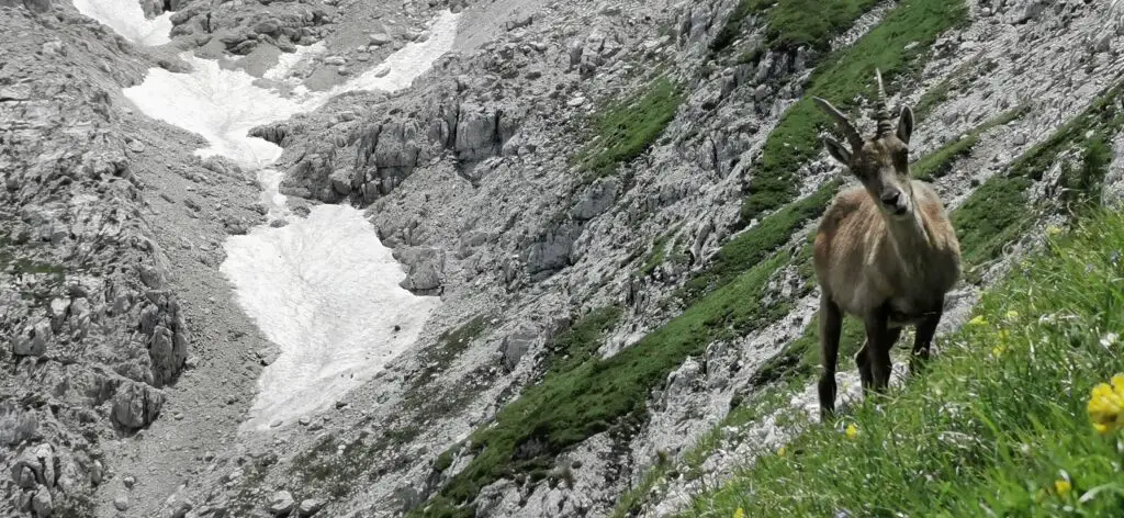 bouquetin près de la sella bila pec traversée des alpes