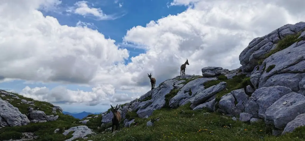 bouquetins à Sella Grubia