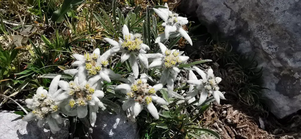 edelweiss à sella grubia