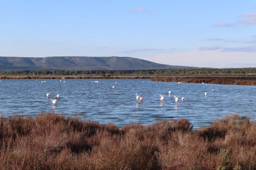 En quelques kilomètres à vélo nous passons à un environnement rose, celui des flamants habitants les étangs de bord de côte – France