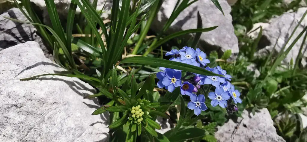 fleurs des Alpes rencontrée sur la Via Alpina de la Slovénie aux Dolomites