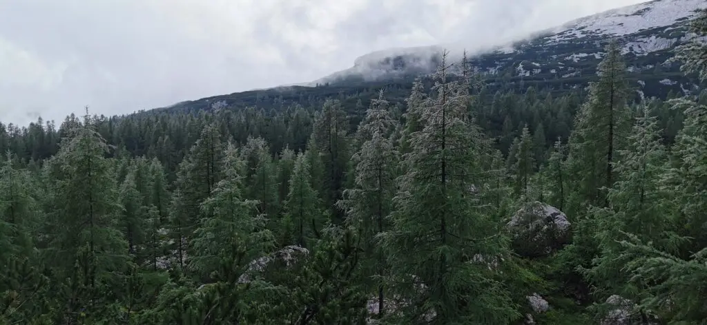 forêt dans le parc national du triglav sur la via alpina rouge