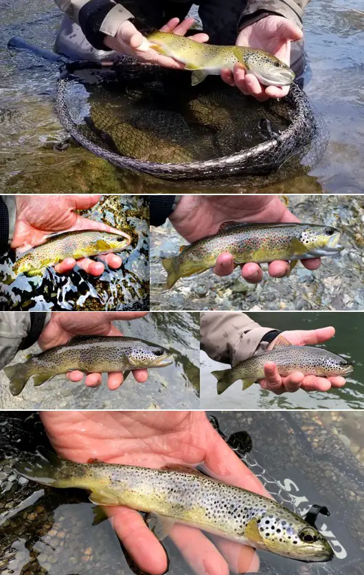 Stage de pêche mouche en réservoir avec un guide expérimenté.