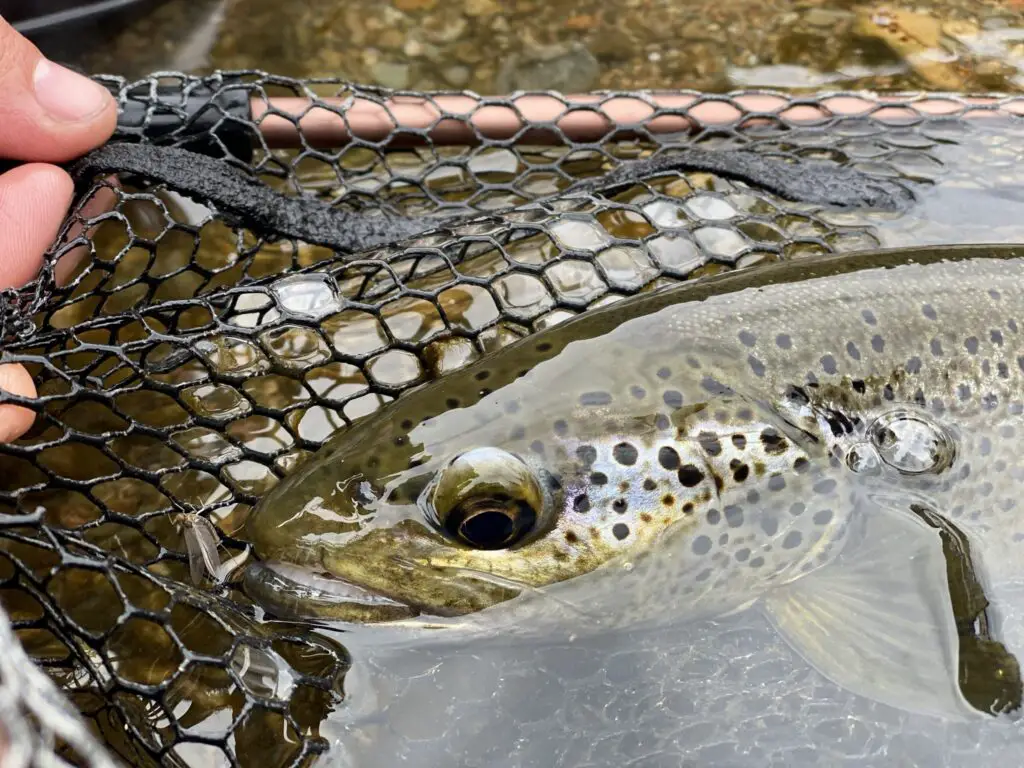 Magnifique truite de l'Orb prise en sèche