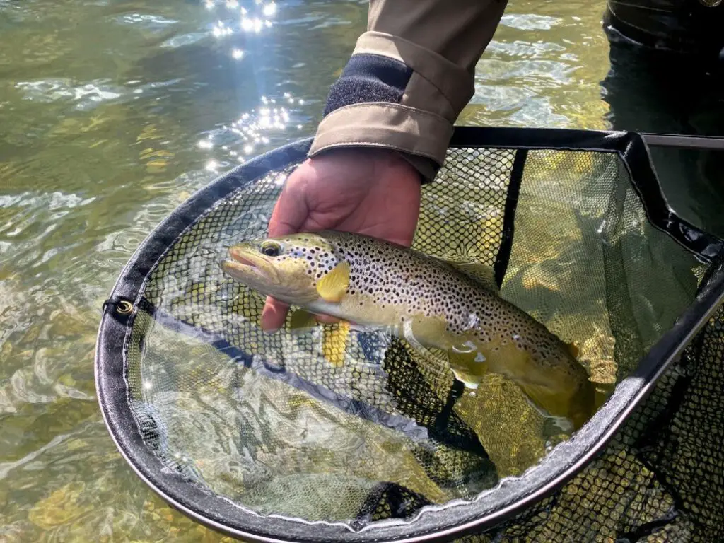 magnifique truite pêchée en nymphe sur l'Orb