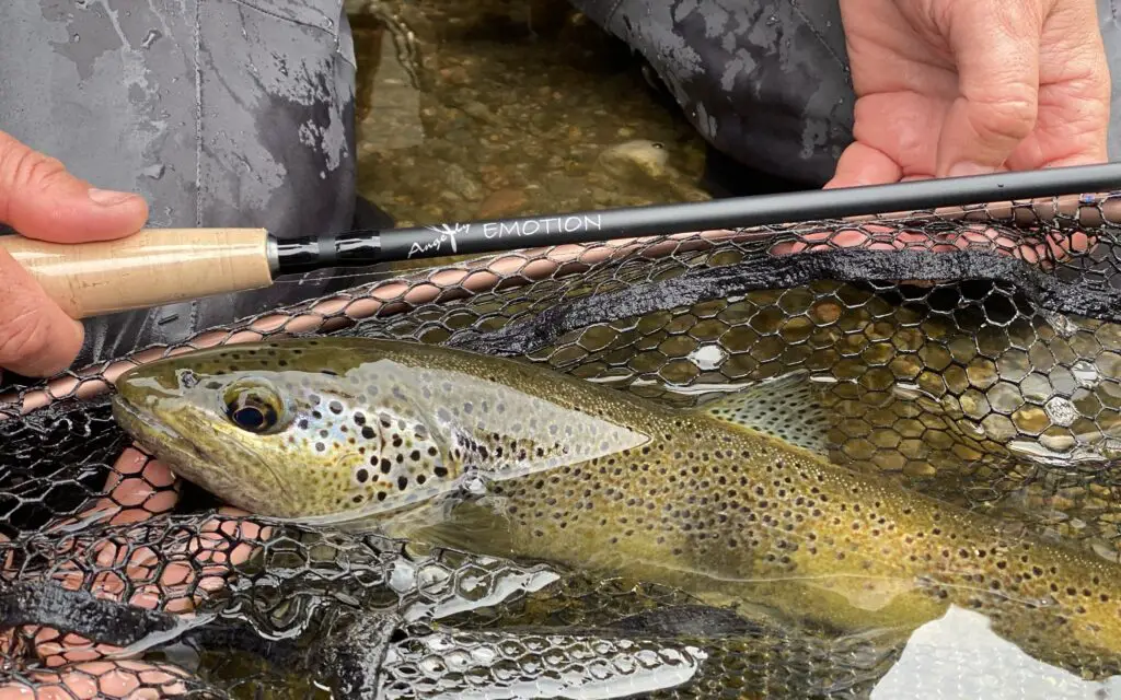 Magnifique truite pêchée en sèche ave cune canne à mouche ANGEFLY