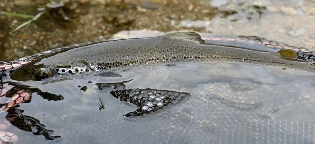 Stage de pêche mouche sur l'orb