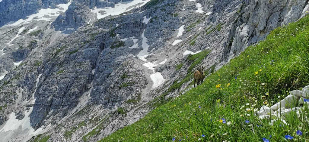 traversée de l'arc alpin à pieds massif du Kanin