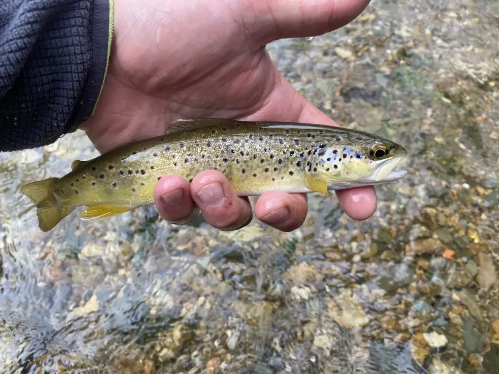 truite prise en nymphe sur un stage de pêche à la mouche