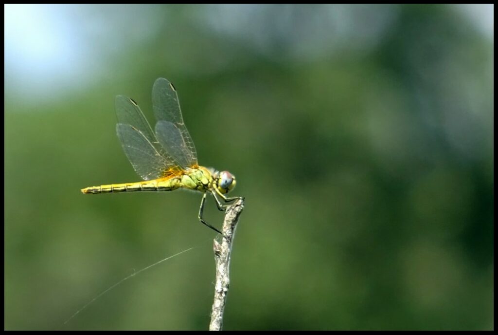 Agrion qui prend la pose durant notre voyage en vélo en Italie