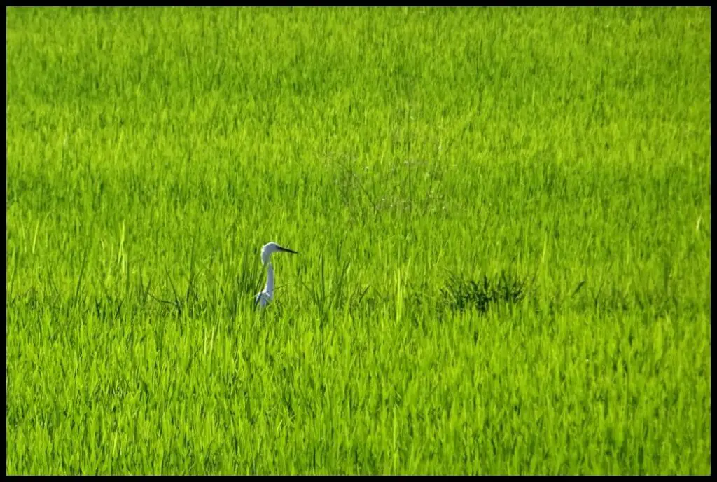 Aigrette garzette au milieu des rizières du Piemont en Italie