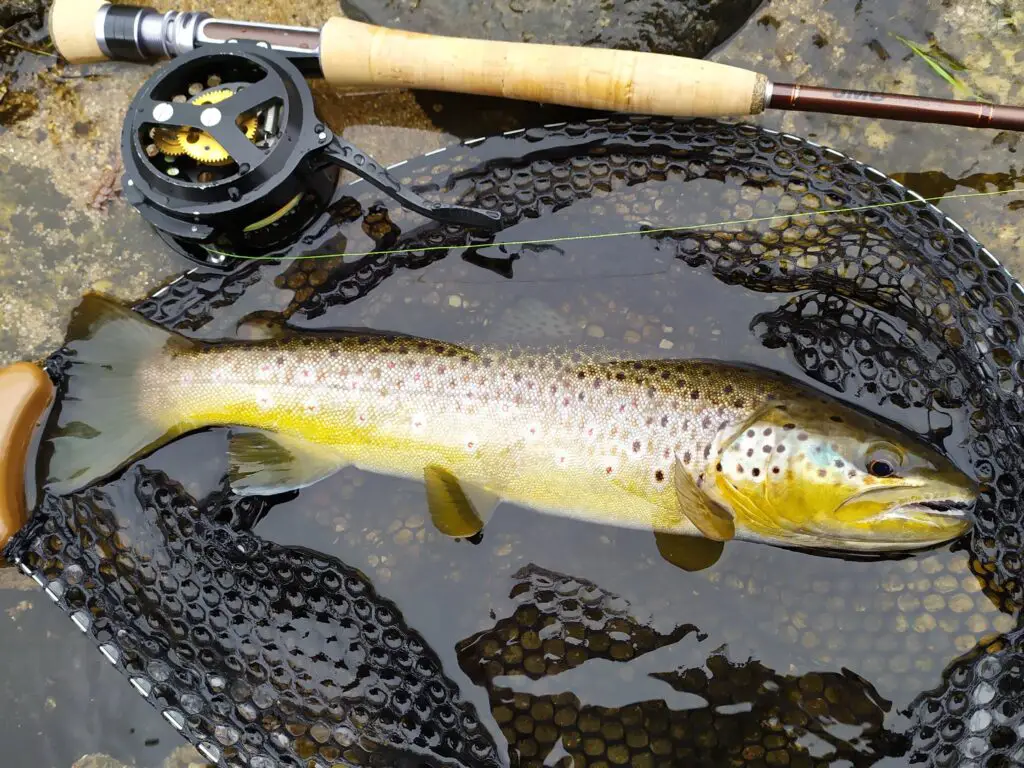 Belle truite de la Haute-loire pêchée à la mouche