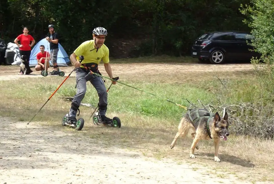 expérience cross-skating avec son chien