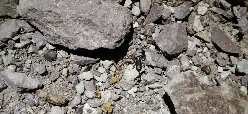 scorpion dans les alpes sur la via alpina