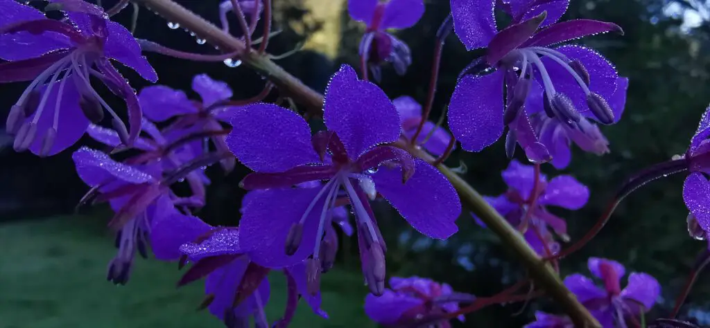 fleurs Oberland suisse