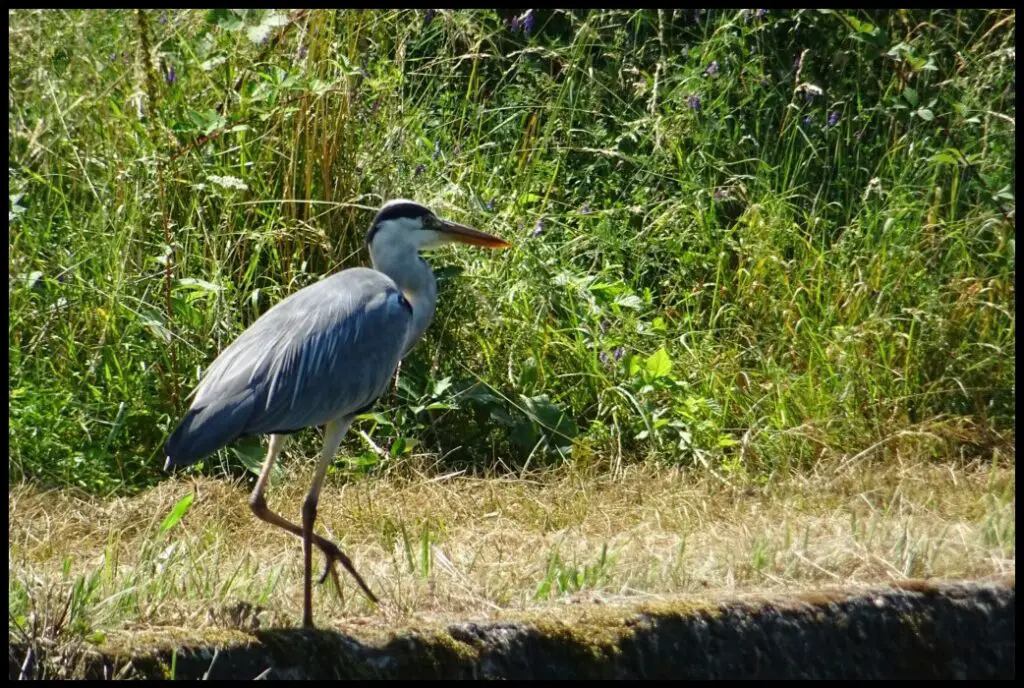 Héron au bord du Naviglio Pavese, juste avant d'arriver à Milan