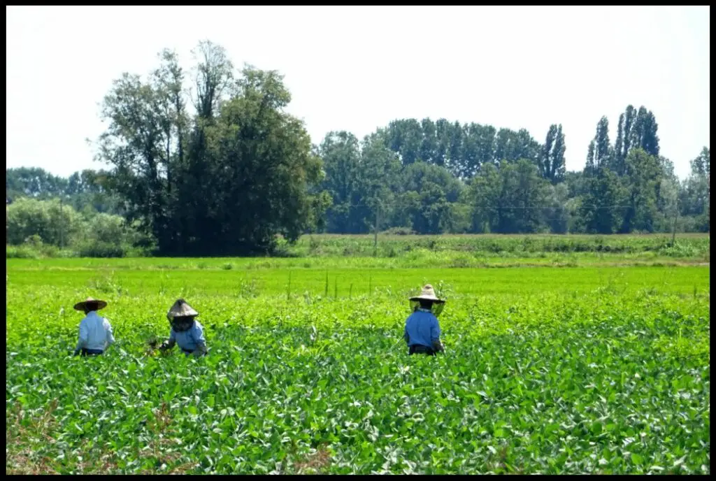 Ouvriers agricoles protégés par des moustiquaires de tête en Italie