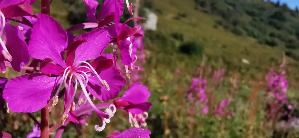 parc national de la Vanoise