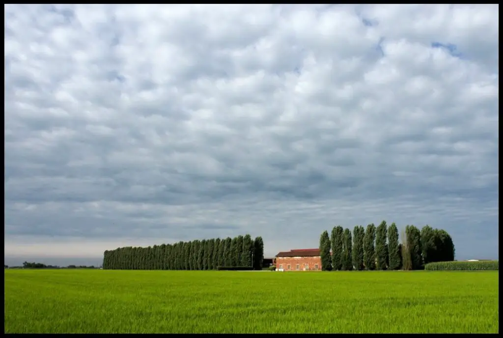 Paysage typique de rizières entre Piémont et Lombardie en Italie