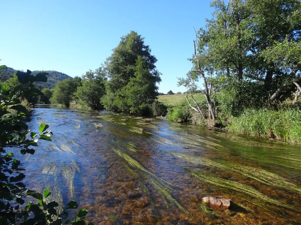 Pêche à la mouche à l'ance du nord en Haute-Loire