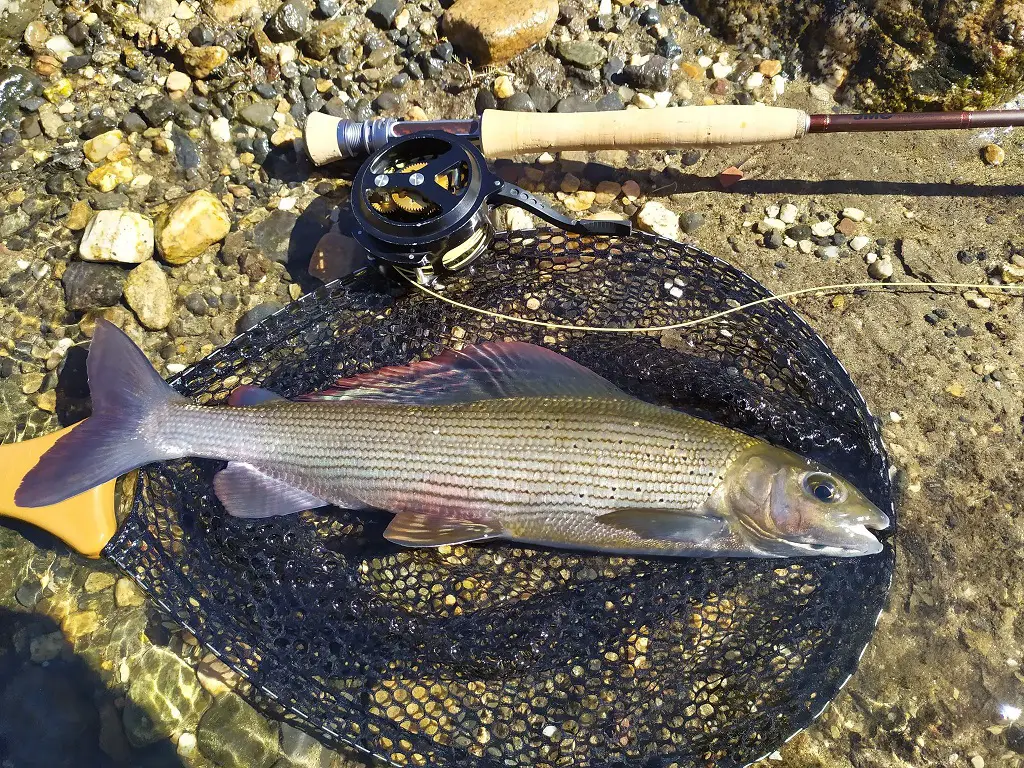 Pêche à la mouche de l'ombre sur le bassin de l'allagnon en Haute-Loire