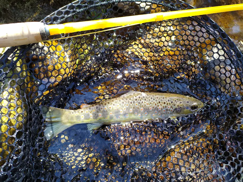 Pêche à la mouche sur la Haute-Loire avec de belles truites